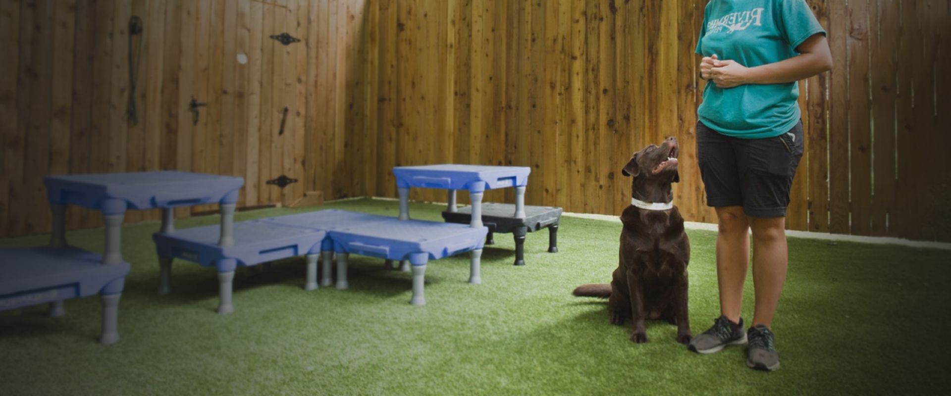 rivermist pet lodge teaching obedience tricks to chocolate labrador dog